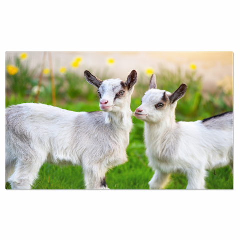 Animale - Pui de Capră în Grădină - Micuțe Ființe Curioase, Marime 40x25CM