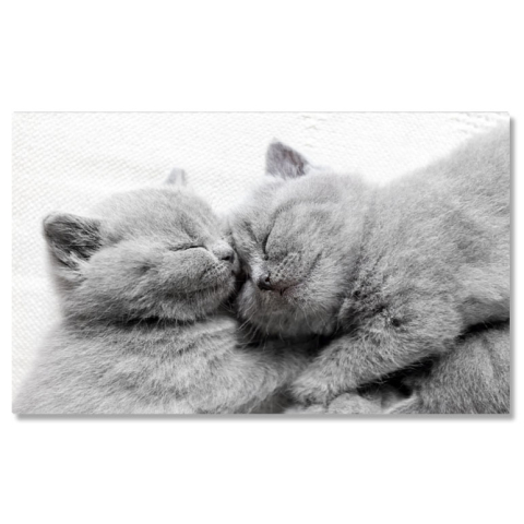 Animale - Tablou Canvas cu Pui de Pisica Somnoros - Dragoste si Caldura in Somn 40x25CM