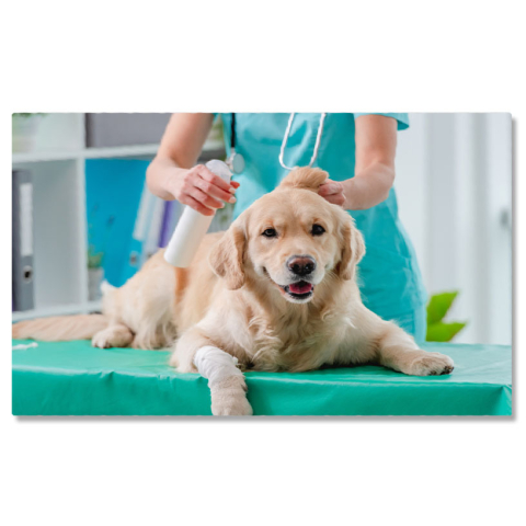 Câini - Tablou Canvas Cu Sanatatea Animalelor de Companie: Veterinari si Tratamente 40x25CM