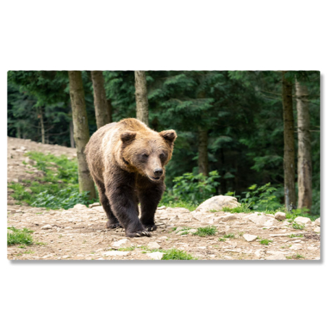 Animale - Tablou Canvas cu urs, animnal salbatic, padure, pietre, 40x25cm