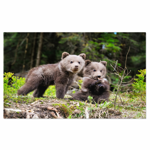 Animale - Ursuleț Urs Brun în Pădure - Frumusețea Naturii Sălbatice, Marime 40x25CM
