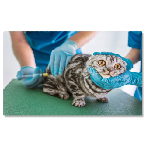 Pisici - Tablou Canvas Doi Veterinari Fac Injectie oameni, animale, medicina, injectie, ajutor 1496 40x25CM