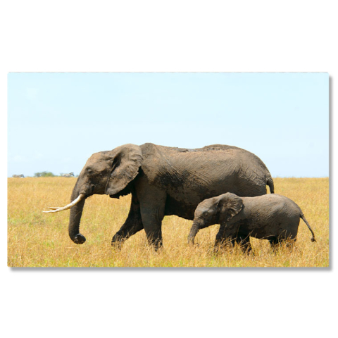 Tablou Canvas - Elefant African din Kenya: Safari, Natura si Viata Salbatica 40x25CM [0]