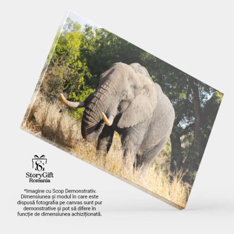 Tablou Canvas Elefant African Kruger, Maretie, Natura Natura, 40x25cm [3]