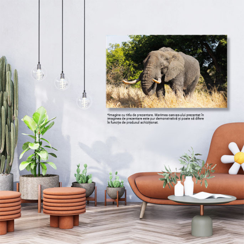 Tablou Canvas Elefant African Kruger, Maretie, Natura Natura, 40x25cm [2]