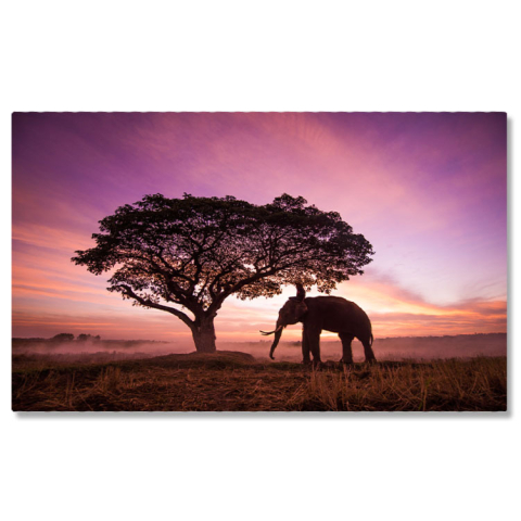 Calea Lactee - Tablou Canvas Elefant la Rasarit in Thailanda agricultura, animal, asia, cambodgia, camp, rasarit, crepuscul, elefant, fermier, hrani, camp 1784 40x25CM