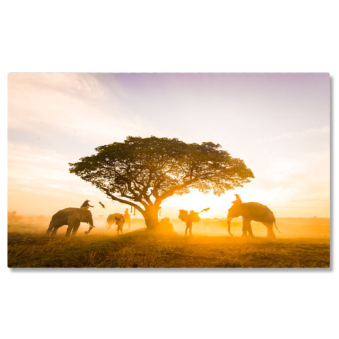 Animale - Tablou Canvas Elefanti in Dimineata Pustie a Asiei agro-cultura, mamifere, natura salbatica, colectare, dimineata 1811 40x25CM