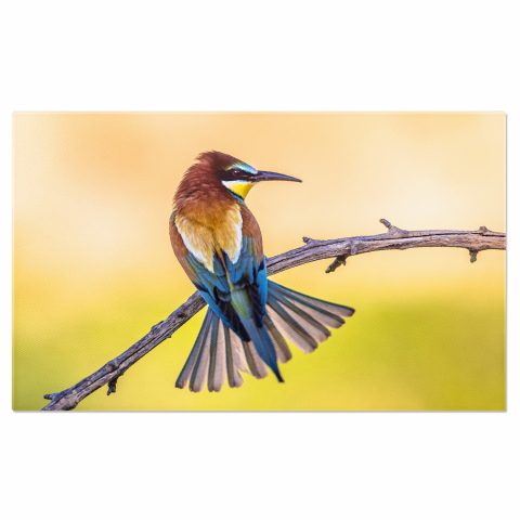 Păsări - Fascinația Culorilor și a Vieții Aviare: Eleganța Păsărilor Capturată în Artă, Marime 40x25CM