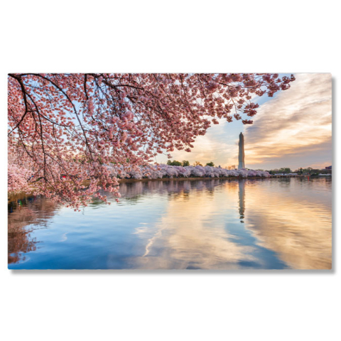 Peisaj - Tablou Canvas - Festivalul Cireselor in Washington, DC: Flori si Bucurie 40x25CM