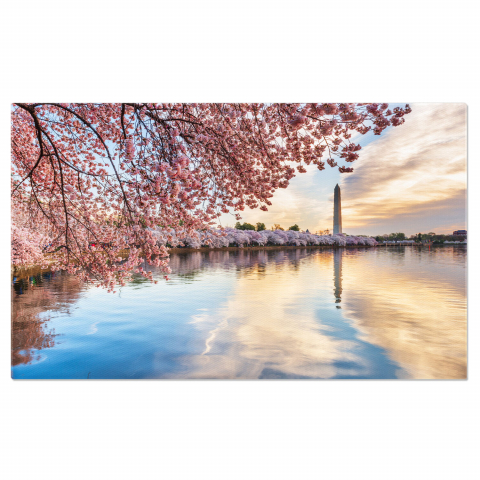 Oraș - Tablou Canvas Festivalul Cireșelor în Washington, DC: Flori și Bucurie, Marime 40x25CM
