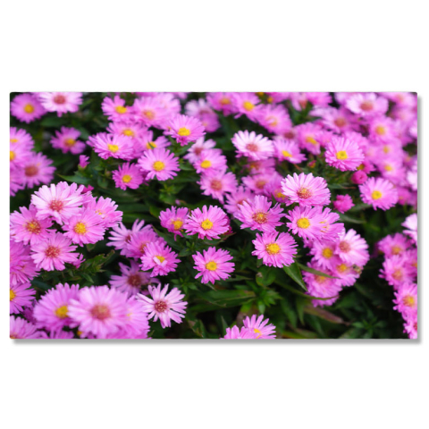 Tablouri Canvas - Tablou Canvas Flori infloritoare in Gradina Plante Naturale Flori, primavara, fundal, inflorire, frumusete 875 40x25CM