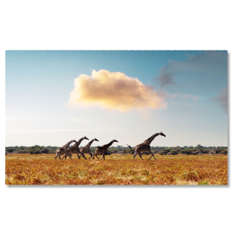 Animale - Tablou Canvas Girafa in Iarba Uscata a Savannah-ului African, giraffe, natura, peisaj, Africa 2143 40x25CM