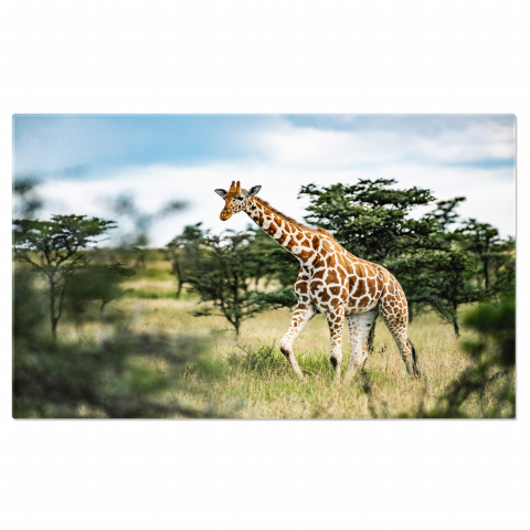Animale - Girafa în Peisaj Kenyan - Fauna Sălbatică Africană, Marime 40x25CM