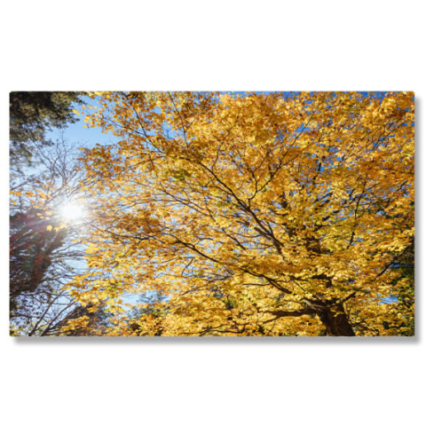 Păduri - Tablou Canvas Gradinile Memorial Alfred Nicholas in Australia, australia, toamna, frumos, boathouse, colorat, colorat, rural, dandenongs, mediu, cadere, frunze, padure, gradini, aurii, idilic 361 40x2