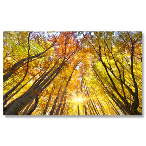 Păduri - Tablou Canvas In padurea de toamna, frunze, peisaj natural, toamna 2518 40x25CM