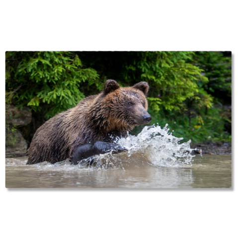 Tablouri Canvas - Tablou Canvas - intalnire cu Ursii Grizzly: Imagini Uimitoare in Mijlocul Taigalei, Detalii Fascinante ale Naturii 40x25CM