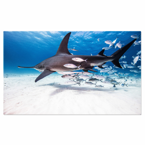 Tablou Canvas Întâlnire Subacvatică cu Rechin: Libertate în Adâncurile Oceanului, Marime 40x25CM