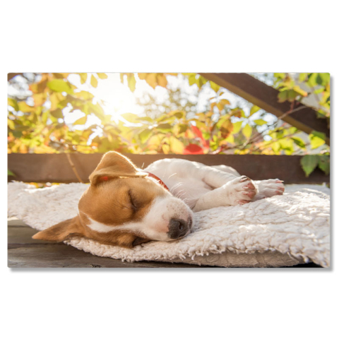 Câini - Tablou Canvas Jack Russell Terrier la Semineu, dog, fireplace, hygge, warm, home 2548 40x25CM