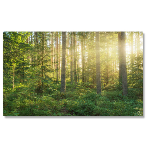 Păduri - Tablou Canvas Lumina soarelui in padure, copaci, peisaj natural 2524 40x25CM