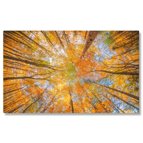 Păduri - Tablou Canvas Magia padurii toamnei, frunze, peisaj natural, toamna 2520 40x25CM