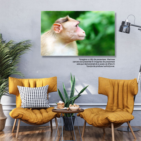 Tablou Canvas Maimuta la Parcul National Sanjay Gandhi Natura, Animal, Parc National, India, Exotic 3061 40x25CM [2]