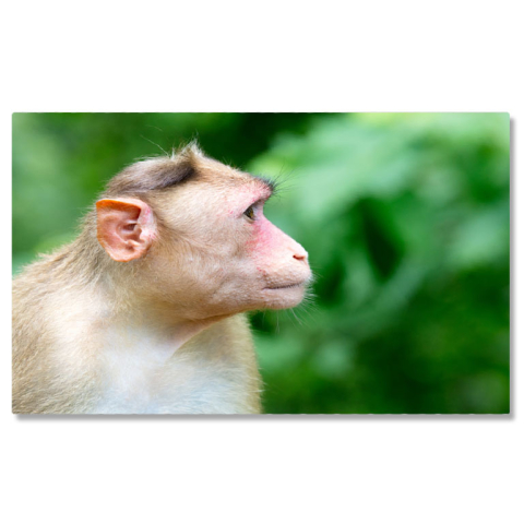 Tablou Canvas Maimuta la Parcul National Sanjay Gandhi Natura, Animal, Parc National, India, Exotic 3061 40x25CM [0]