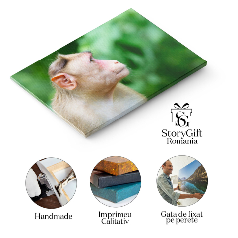 Tablou Canvas Maimuta la Parcul National Sanjay Gandhi Natura, Animal, Parc National, India, Exotic 3061 40x25CM [1]