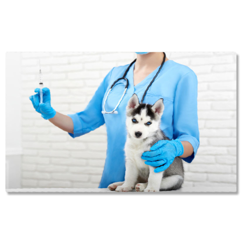 Tablou Canvas - Mascota Husky: Ochi Albastri si Par Moale pentru Cei Mici 40x25CM [0]