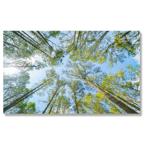 Păduri - Tablou Canvas Padure Tropicala Cu Arbori Verzi, Natura, Padure, Tropicala, Mediu, Trunchi, Frunze 2857 40x25CM