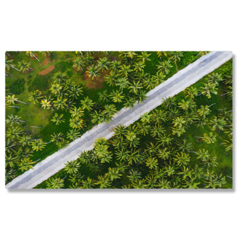 Peisaje cu Drona - Tablou Canvas Padurea Tropicala de Cocos, drona, agricultura, culoare, zi, mediu 4795 40x25CM