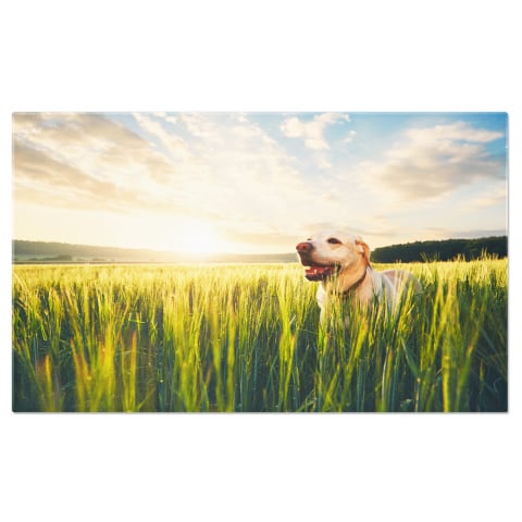 Câini - Tablou Canvas: Peisaj de Vară - Soare și Câmpii, Marime 40x25CM