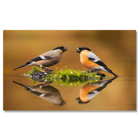Păsări - Tablou Canvas Pereche de Ciocantatori Eurasiatice Mascul si Feminin Pasari, Lac, Reflectie, Natura, Eleganta 3445 40x25CM