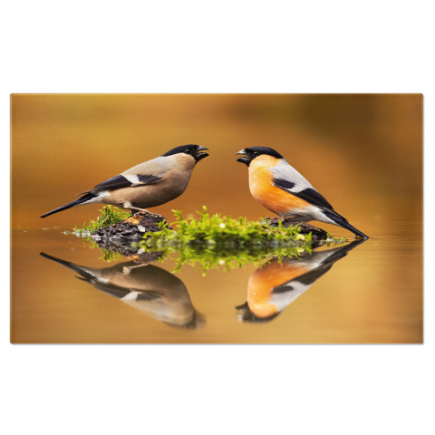 Păsări - Pereche de Ciocănitori Eurasiatice pe Lac - Eleganță și Natură, Marime 40x25CM