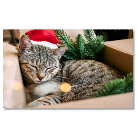 Animale - Tablou Canvas Pisica Tabby cu Palarie de Mos Craciun Rosie pisica, relaxare, Craciun fericit, cadou, umor 1577 40x25CM