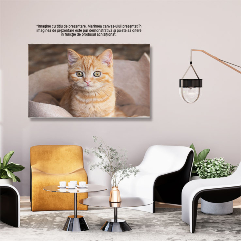 Tablou Canvas Pufosa Pisicuta Portocalie Stand in Fotoliul Ei, Animal, Draguta, Acasa, Blanos 2796 40x25CM [2]