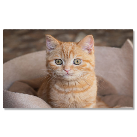 Pisici - Tablou Canvas Pufosa Pisicuta Portocalie Stand in Fotoliul Ei, Animal, Draguta, Acasa, Blanos 2796 40x25CM
