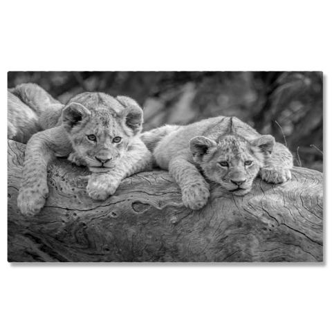 Animale - Tablou Canvas Pui de Leu Asezati pe un Trunchi Cazut, Feline, Safari, Natur 2785 40x25CM