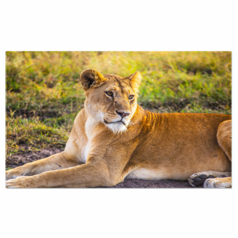 Regină Aleoică în Jungla Safari - Relaxare și Frumusețe, Marime 40x25CM