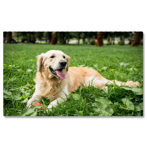 Câini - Tablou Canvas Retriever Auriu Amuzant Odihnindu-se pe Gazon Verde Golden Retriever, Amuzant, Odihna, Gazon Verde, Relaxare. 2100 40x25CM