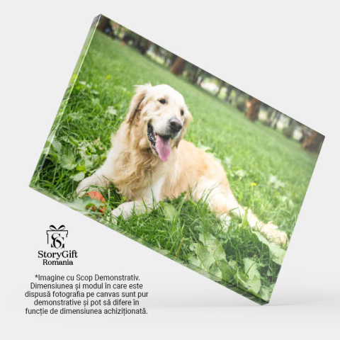 Tablou Canvas Retriever Auriu Amuzant Odihnindu-se pe Gazon Verde Golden Retriever, Amuzant, Odihna, Gazon Verde, Relaxare. 2100 40x25CM [3]