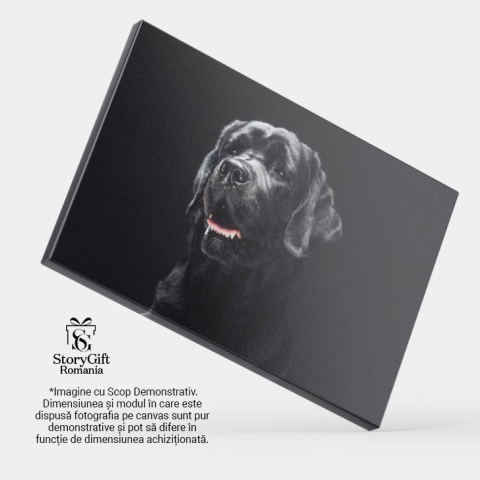 Tablou Canvas - Retriever Pufos, Portret Close-Up si Veselie Canina 40x25CM [3]