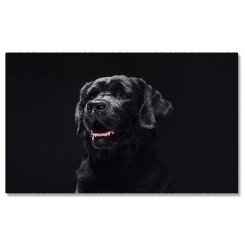 Câini - Tablou Canvas - Retriever Pufos, Portret Close-Up si Veselie Canina 40x25CM