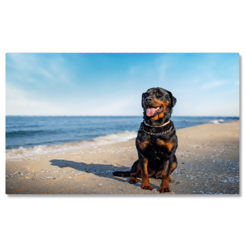 Tablou Canvas Rottweiler Pe Plaja cu Fundalul Oceanului, coasta, primavara, apa, plaja, Rottweiler 3802 40x25CM [0]
