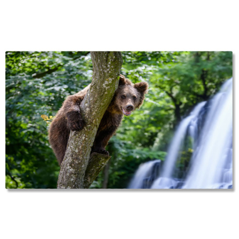 Animale - Tablou Canvas - Tineri Exploratori in Taiga: Ursi Grizzly Juvenili in infruntarea cu Uimirea Naturii Salbatice 40x25CM