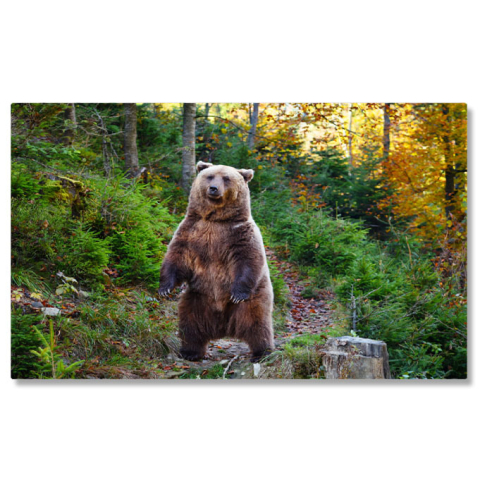Tablouri Canvas - Tablou Canvas: Urs Brun la Plimbare Toamna - intalnire in Padure 40x25CM