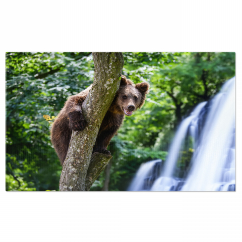 Animale - Tablou Canvas Urși Grizzly Juvenili: Întâlnire cu Uimirea Naturii Sălbatice, Marime 40x25CM