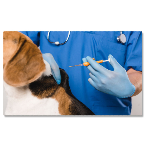 Meserii - Tablou Canvas Veterinar in Halat Albastru Tinand Siringa Veterinar, Sanatate Animala, Control, Blana, Ingrijire 1287 40x25CM