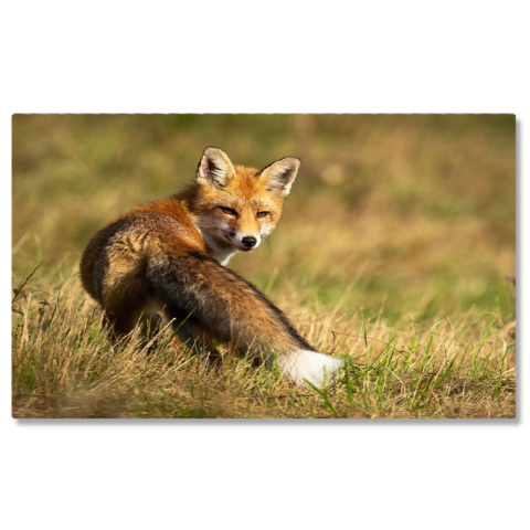 Animale - Tablou Canvas - Vulpea Rosie: Observand Soarele in Taramul Salbatic 40x25CM