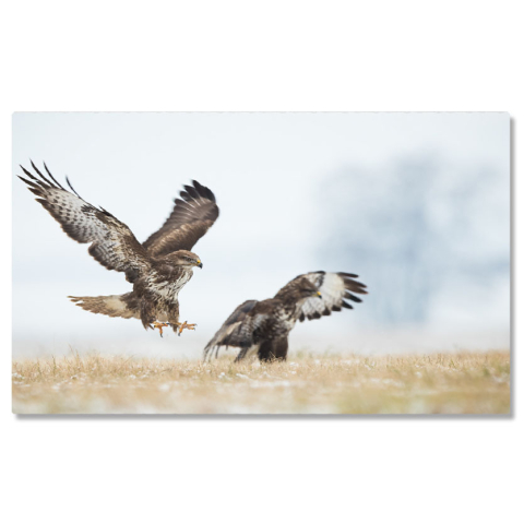 Păsări - Tablou Canvas - Vultur in Lupta cu Natura: Safari African Impresionant 40x25CM