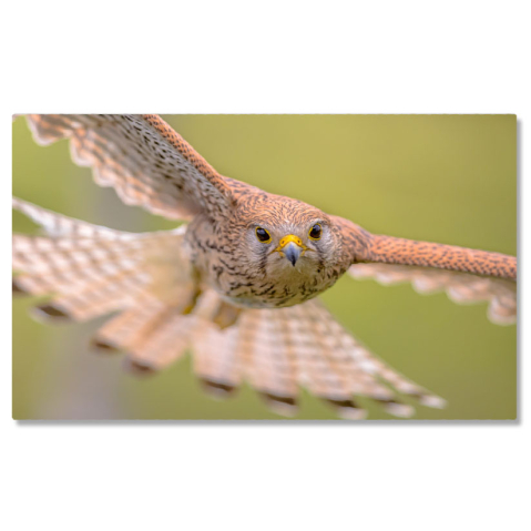 Păsări - Tablou Canvas: Vulturul obisnuit in mediul sau natural - natura, birdwatching, albastru, Europa 40x25CM